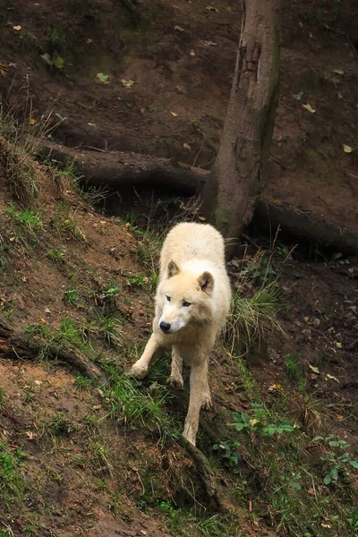 Arctic Wolf Canis Lupus Arctos Portrait — Foto Stock