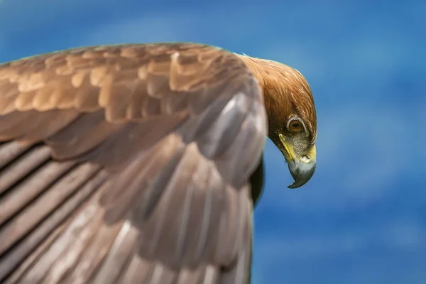 Golden Eagle Closeup Shot Blurred Background — Zdjęcie stockowe