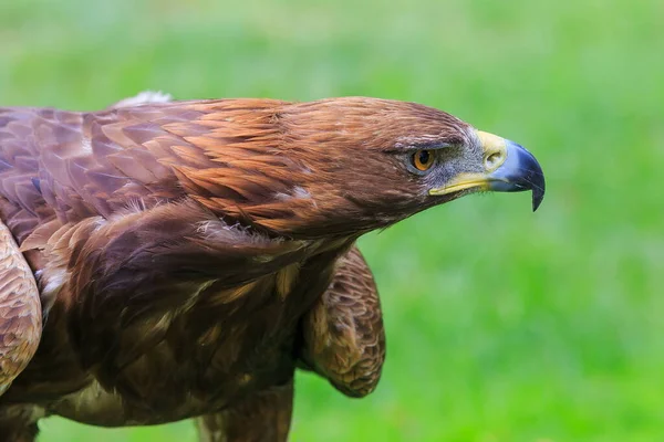 Golden Eagle Closeup Shot Blurred Background — ストック写真