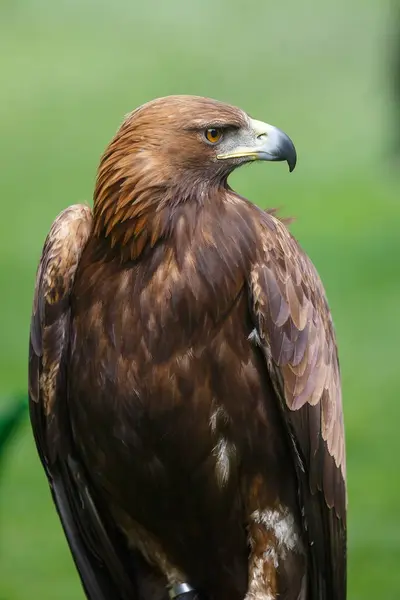 Golden Eagle Closeup Shot Blurred Background — Stockfoto