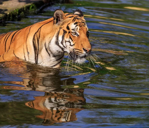 Retrato Tigre Adulto Zoológico Durante Dia — Fotografia de Stock