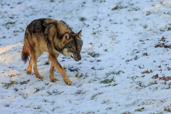 Eurasian Wolf Canis Lupus Lupus Snowy Forest Daytime — Stock Fotó