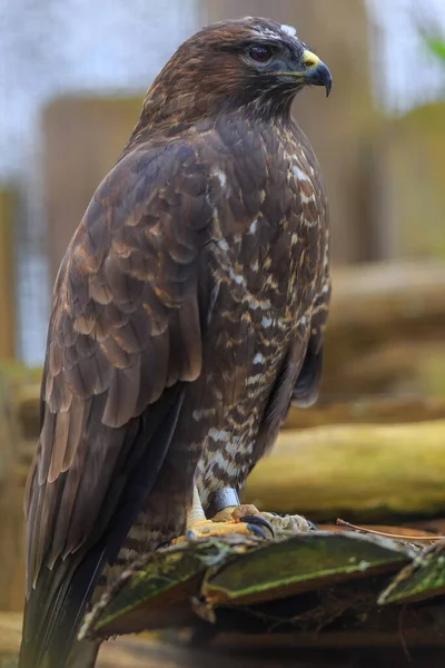 Wanderfalke Falco Peregrinus Portrait Nahaufnahme — Stockfoto