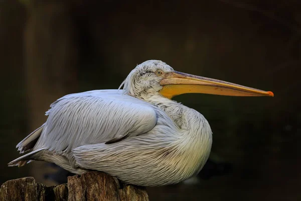 Kuş Pelikan Kapatın — Stok fotoğraf