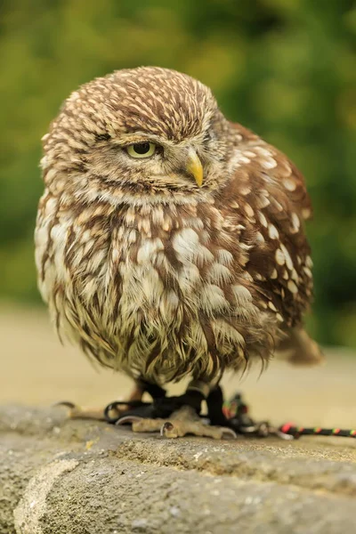 Ptak Fauna Sowa Zbliżenie — Zdjęcie stockowe