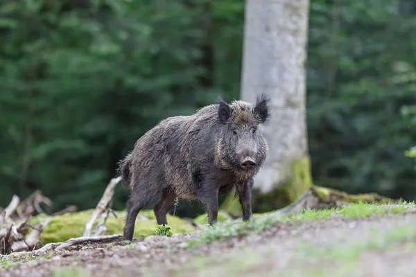 Brown Wild Boar Forest — Stok fotoğraf