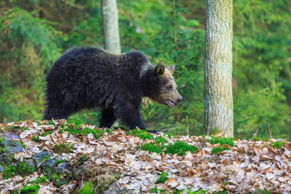 Brown Bear Autumnal Forest Daytime — Stock Photo, Image