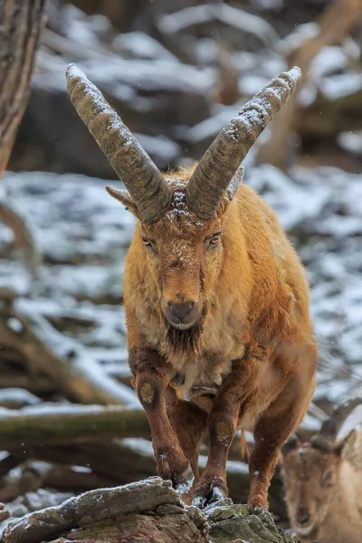 Closeup Shot Mountain Goat —  Fotos de Stock