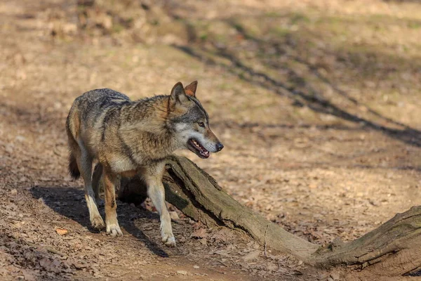 Eurasian Wolf Canis Lupus Lupus Walks Autumnal Forest — 스톡 사진