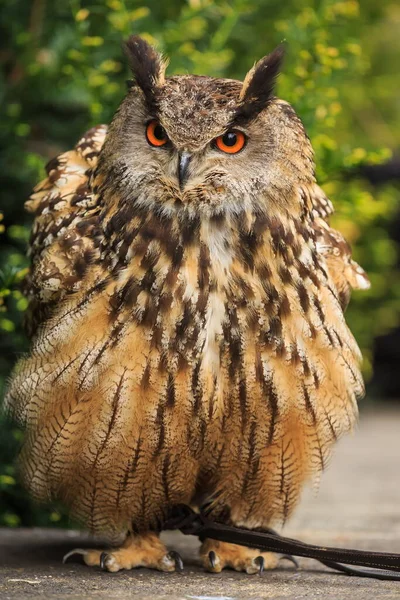 Eurasian Eagle Owl Portrait Daytime Shot Wild Nature — Stok fotoğraf