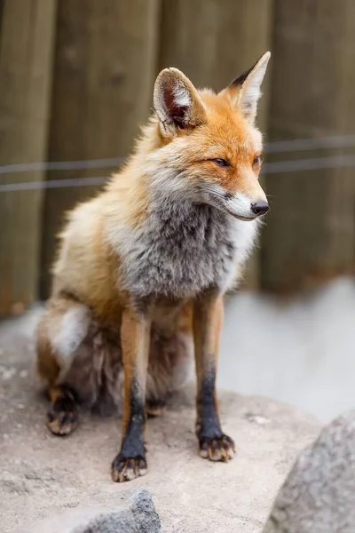 Red Fox Forest Daytime — 图库照片