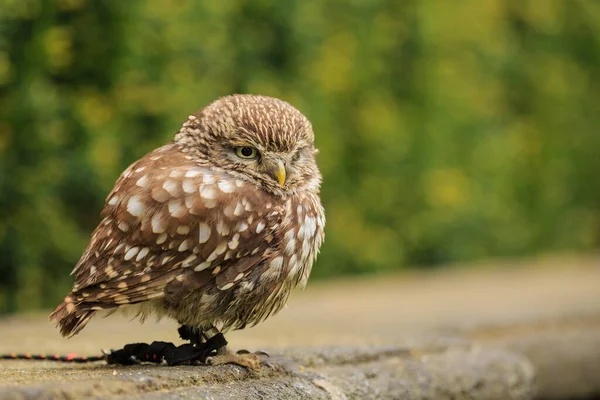 Vogel Fauna Eule Nahaufnahme — Stockfoto