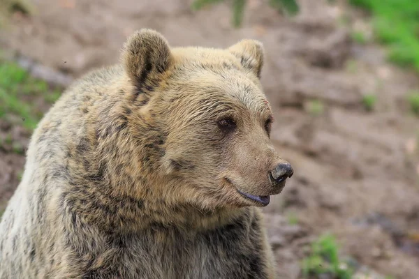 Brown Bear Ursus Arctos Animal — стокове фото