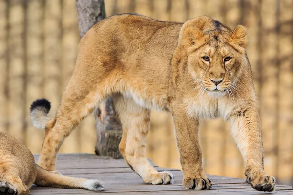 Lioness Panthera Leo Portrait Zoo Daytime — Fotografia de Stock