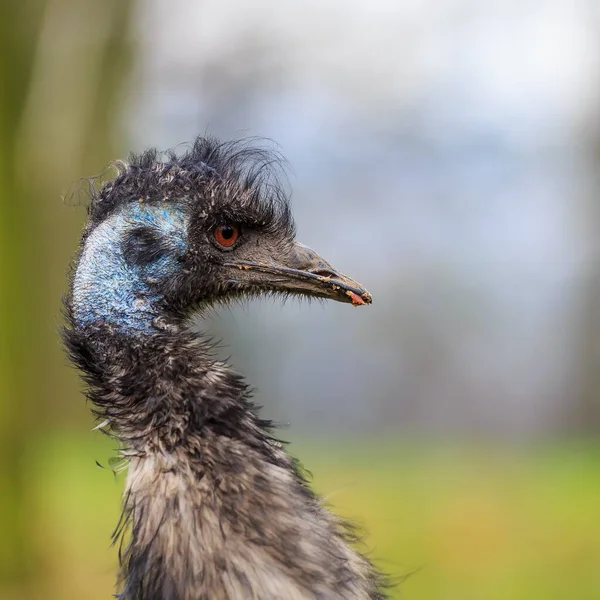 Portrait Beautiful Ostrich — Stock Photo, Image