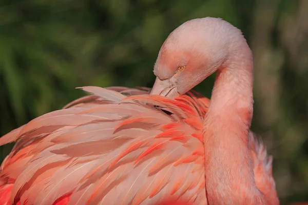 American Flamingo Phoenicopterus Ruber Just Awakened Chick — стокове фото