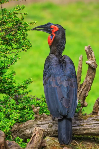 Hornbill Portrait Wild Nature — Stock Photo, Image