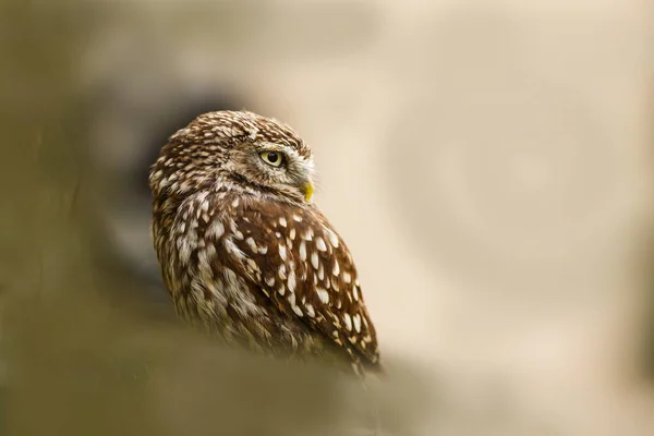 Vogel Fauna Eule Nahaufnahme — Stockfoto