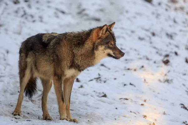 Eurasian Wolf Canis Lupus Lupus Snowy Forest Daytime — Stock Fotó