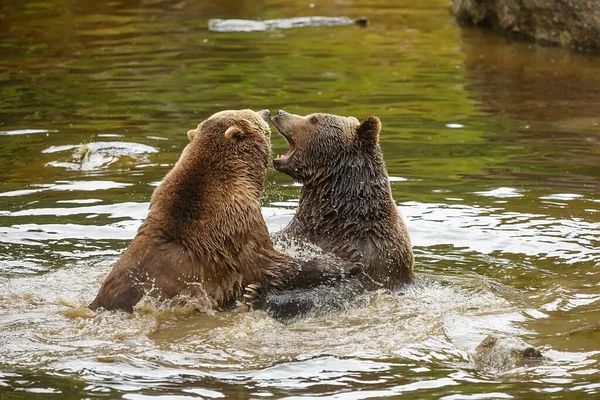 Bears Swimming River Closeup — Stock Photo, Image