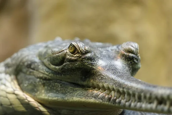 Retrato Gharial Indiano Natureza Selvagem — Fotografia de Stock