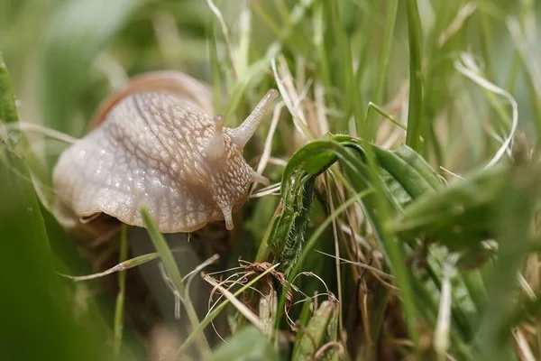 Primo Piano Ritratto Lumaca Natura Selvaggia — Foto Stock