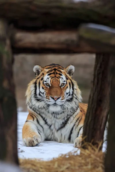 Portrait Adult Tiger Winter Time — Stock Photo, Image