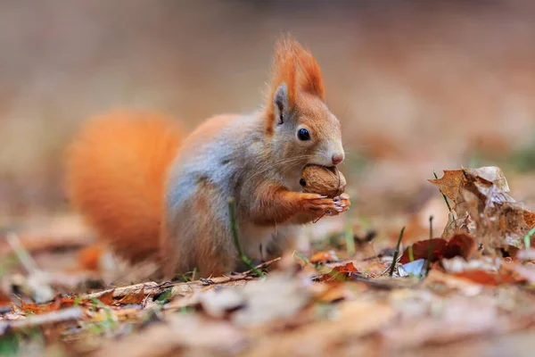 Red Squirrel Portrait Closeup Shot — Stockfoto