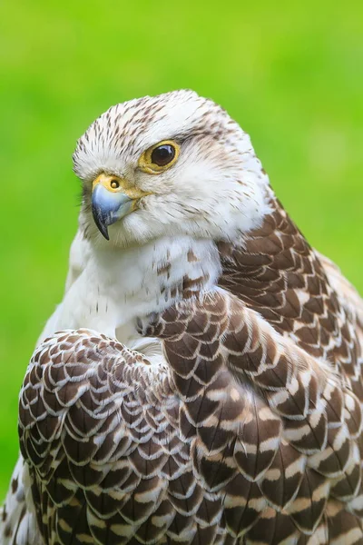 Hybride Saker Falcon Gyrfalcon Portret — Stockfoto