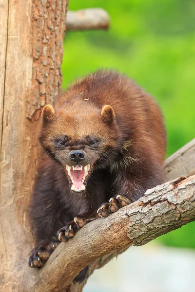 Wolverine Portrét Divoké Přírodě — Stock fotografie