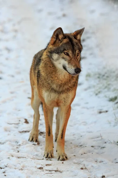 Eurasian Wolf Canis Lupus Lupus Snowy Forest Daytime —  Fotos de Stock