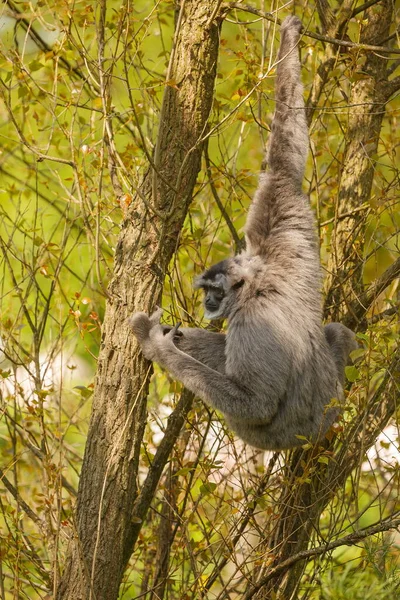 Silver Gibbon Small Tree — Stock Photo, Image