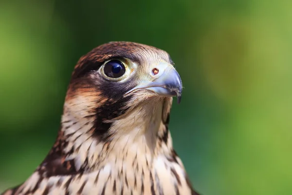 Peregrine Falcon Closeup Portrait — 图库照片