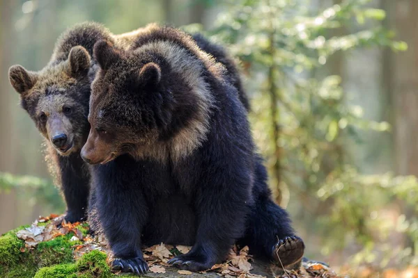 Бурый Медведь Осеннем Лесу Днем — стоковое фото