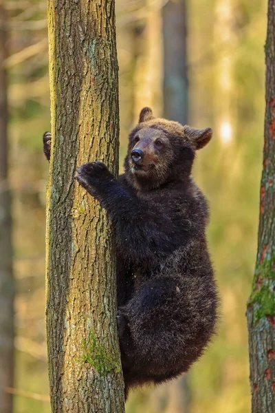 Brown Bear Autumnal Forest Daytime — Stockfoto