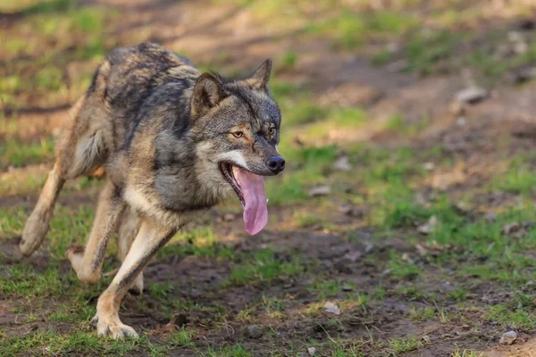 Eurasian Wolf Canis Lupus Lupus Walks Autumnal Forest — Zdjęcie stockowe