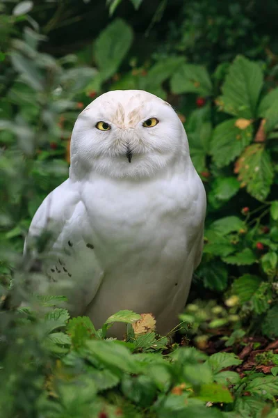 Fauna Snowy Owl Close — 스톡 사진