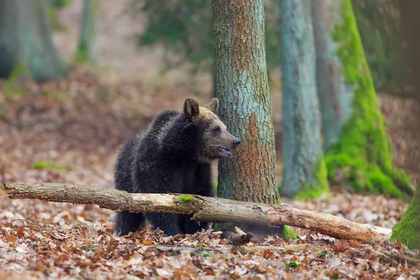 Brown Bear Autumnal Forest Daytime — Stockfoto