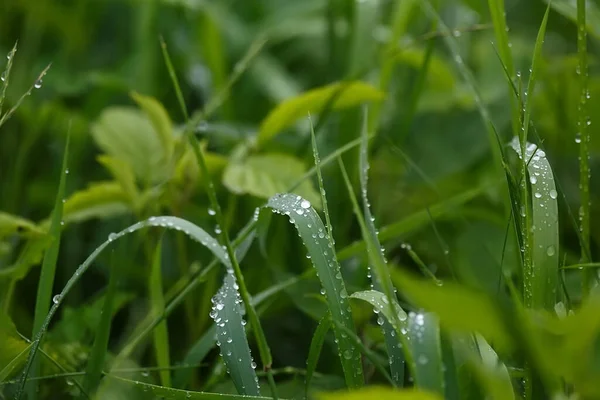 Drops Green Grass Dew Raindrops — Foto de Stock