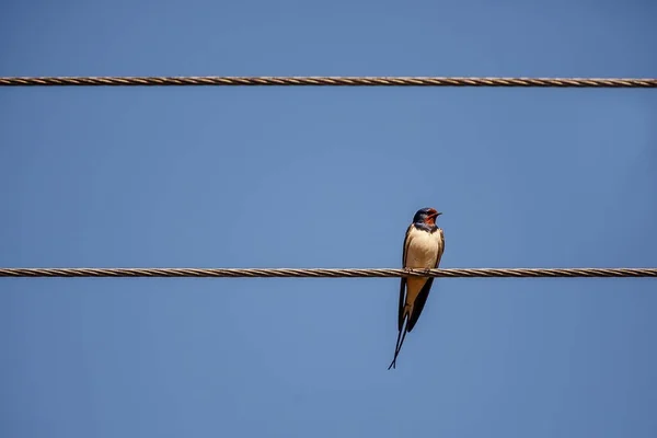 Pájaro Alambre — Foto de Stock