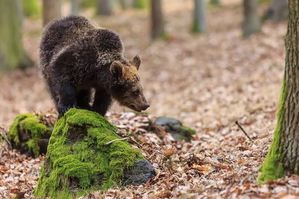 Brown Bear Autumnal Forest Daytime — Fotografia de Stock