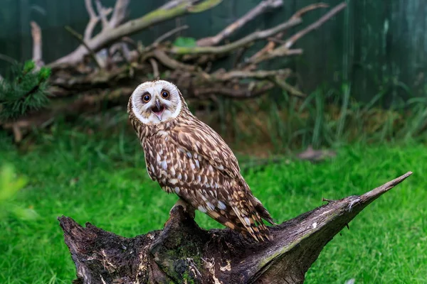 Bird Fauna Owl Close — Zdjęcie stockowe