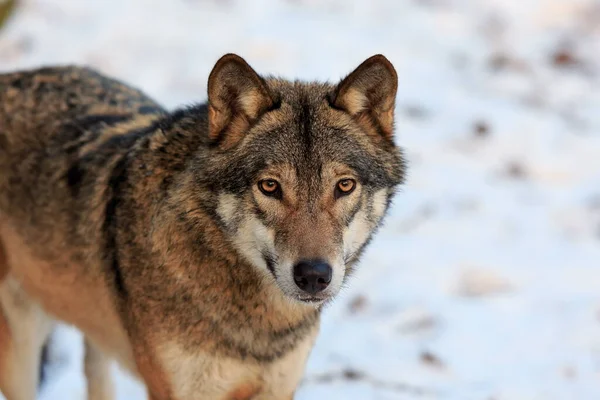 Eurasian Wolf Canis Lupus Lupus Snowy Forest Daytime —  Fotos de Stock