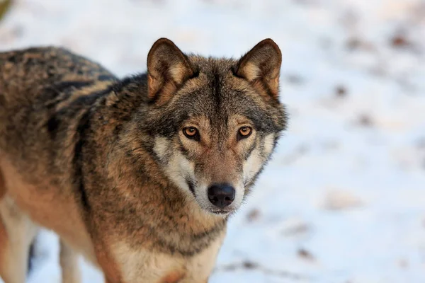 Avrasya kurdu, köpek lupus, gündüz vakti karlı ormanda. 