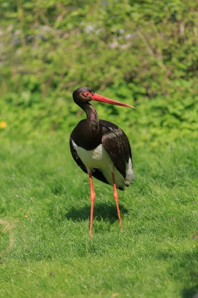 Black Stork Bird Wild — Foto de Stock