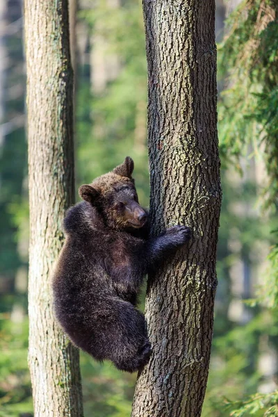 Brown Bear Autumnal Forest Daytime — 스톡 사진
