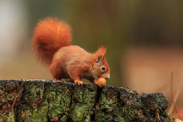 Rotes Eichhörnchen Porträt Nahaufnahme — Stockfoto