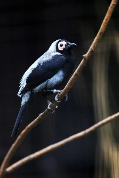 Pájaro Sentado Rama — Foto de Stock