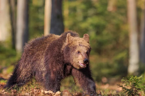 Brown Bear Autumnal Forest Daytime — Stockfoto