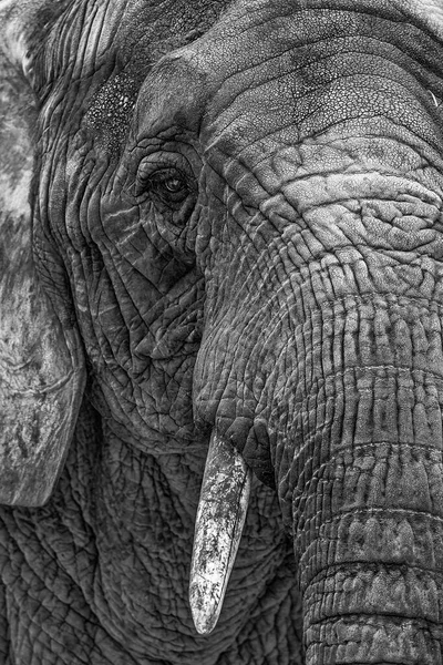Parc National Yala Sri Lanka Éléphant Asie Elephas Maximus — Photo